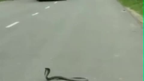 The epic snake mongoose fight in the middle of the road regales people stranded in traffic jam