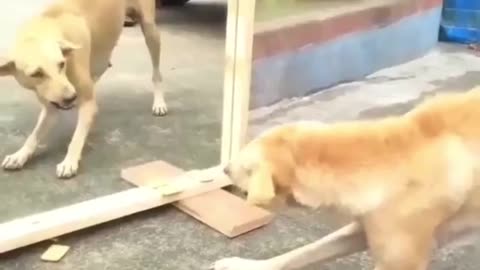 Watch the video to see the anger of the dog