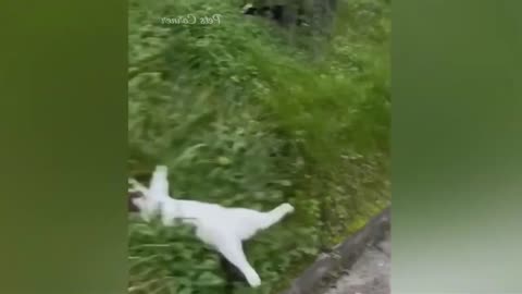Funniest Animals 2023 🐶🐱 | Funny Cats and Dogs - Funny Animal Videos 2023