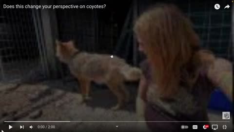 Religious cult kills coyotes for fun said that it is "dominionism" /stop this evil