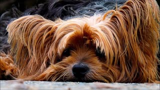 9 Hours of Relaxation music for Dogs With Separation Anxiety