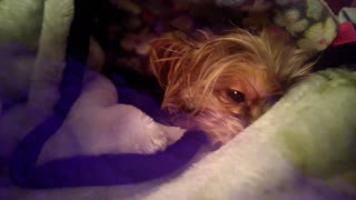 My #cute #dog is cold