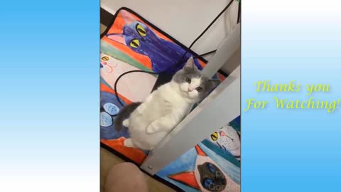 Funny Cats Comedy Video Not Laughing Chalenge🤣🤣🤣🤣