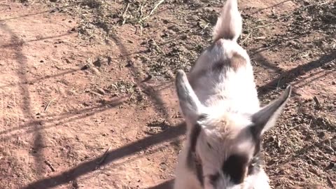 Tiny goat, big tumble: baby Nigerian dwarf goat's first hops! 🐐🌟 #shorts #babygoats #adoreable