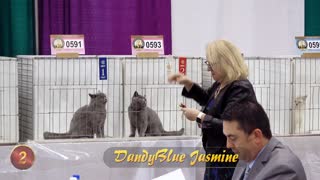 CFA International Cat Show 2018 - British Shorthair kitten class judging