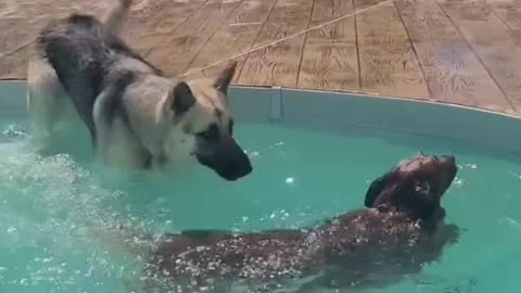 Pup accidentally falls right into the pool