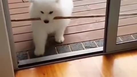 Funny cute pet