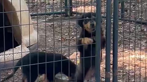 Two Male 9 Week Old UKC Black and Tan English Shepherds