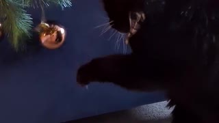 Blind Cat Plays With Christmas Tree Baubles