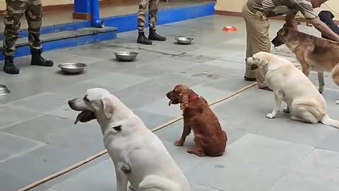 CISF Dog Squad feeding routine. #cisf#dmrc