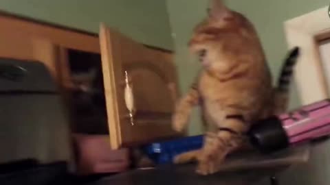 CAT SLAP EPIC - HIDE AND SEEK GAME