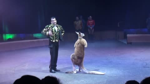 Circus. The show of different animals. Bisons, kangaroos, ostriches & giraffe