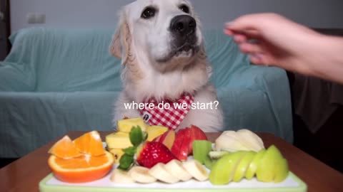 ASMR Dog Eating Different Types of Fruits Funny Dog Bailey