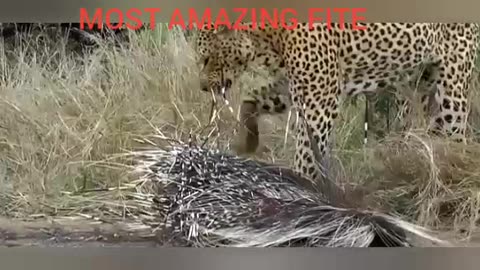 @The most amazing fight animals [ September 21]