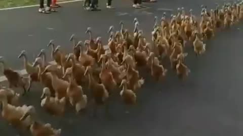 Funny..... Hundreds of Ducks Line the Highway