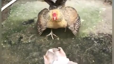 Chicken vs dog fight funny video