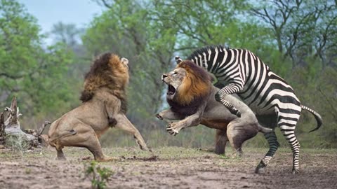 New Shekar he shekar Hunter become hunted Lion hunted by other animal Jungle book