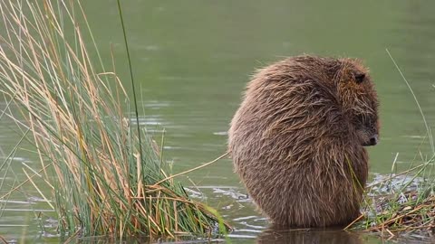 Lake Habitat: Life in the Shallows