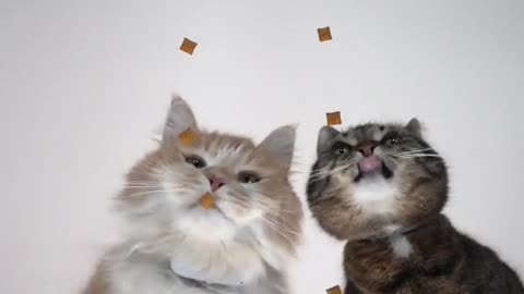 😲😺 cute kitten - Snack battle