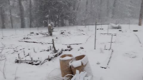 Snowy Garden Update
