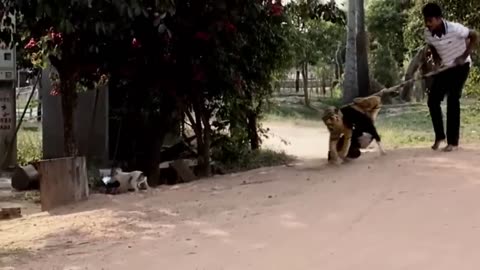 Prank on Dog with Fake Lion