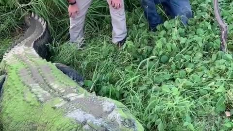 Massive Crocodile Growls 🐊