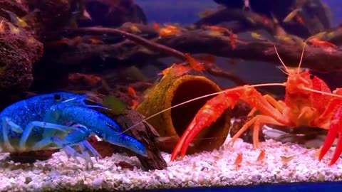 Various Kinds of Ornamental Lobster