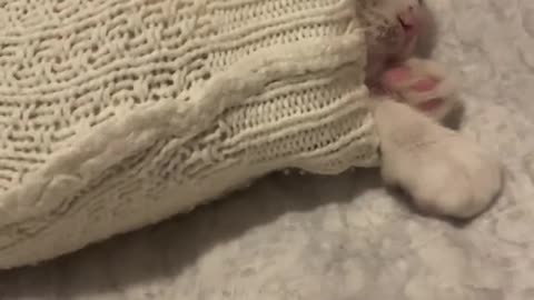 Kitten Seems Stuck in Sweater Sleeve