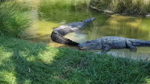 crocodiles stay motionless in a water pond