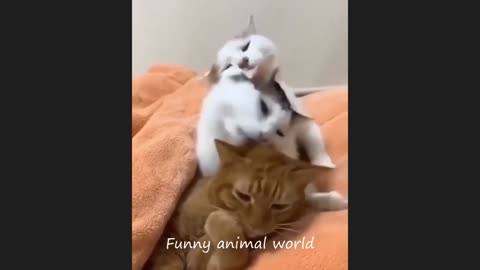 Funny cat videos 2024 _ Funny animal videos _ cats fail moments 2024 _ try not to laugh