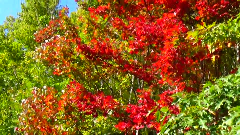 Fall Foliage