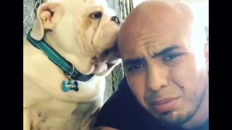 Compilation of bulldog's obsession with licking owner's head