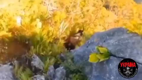 Intense Footage of a Bear Going After Someone in the Carpathian Mountains
