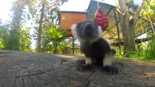 Canberra Zoo adds 4 newborn lemur babies