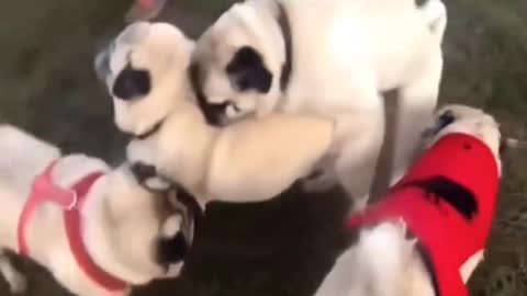 PUG DOGS HAVING FUN😂😂