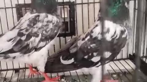 Faroz puri pigeon