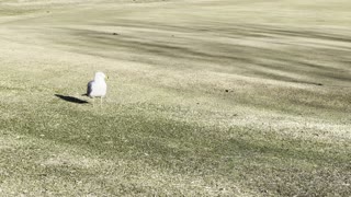 Goose, a seagull and crow are friends