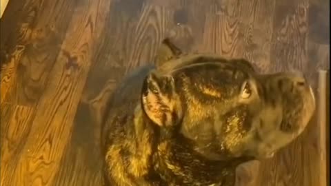 Dog Having A Conversation And Then Receives Food At The End - Tiktok Dogs (#Funny #Animals #419)