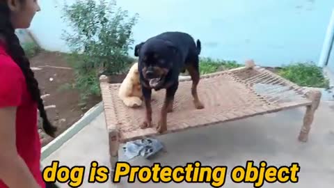 🐕 showing all training skills well trained dog ||🐶 protection skill