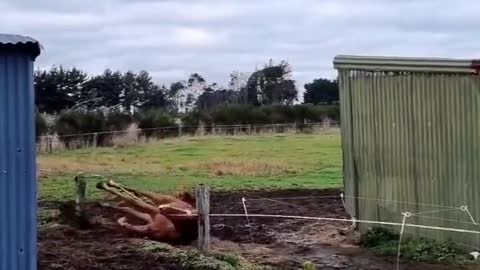 Miscalculated Horse Zoomies