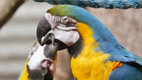 see how parrots fall in love