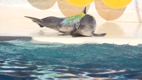 Dolphin Spinning