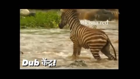 lolodile 🐊 funny dub video 😂 | lolodile sewa | crocodile funny video | rj kisna dub kendra