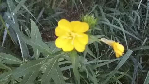 Evening Primrose