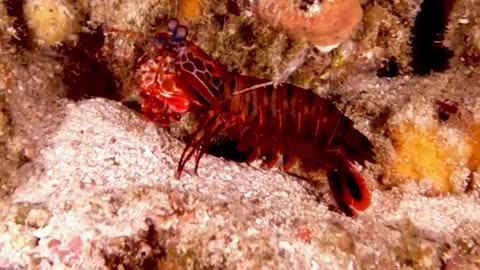 Mantis shrimp is a deceptively capable predator