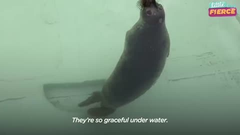 Seal Pup As Small As A Carry On Bag Nursed Back To Health | The Dodo Little But Fierce