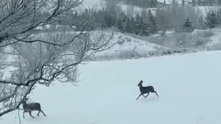 Dancing in the snowy climates