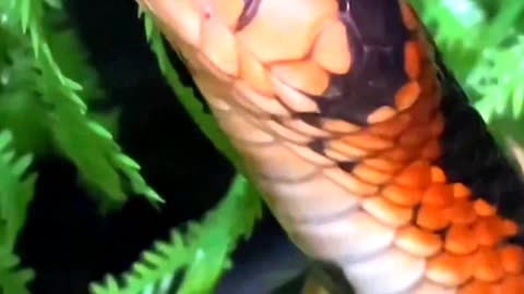 Satisfying Big Snake ASMR That Makes You Calm Original Satisfying Videos PART - 92