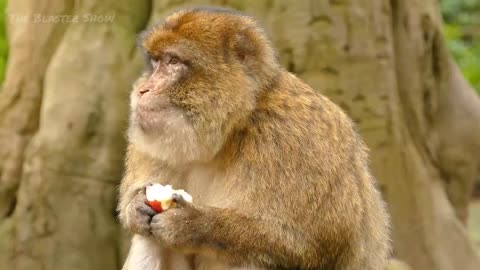 Monkey Eating Apple Scene - At Zoo