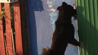 Dog Opens Door By Himself!